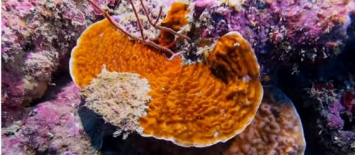 Wild corals in Papua New Guinea (Image source: Reef Builders/YouTube)