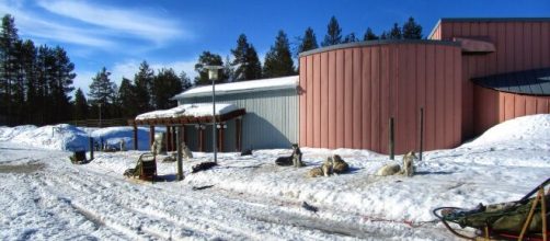 A pack of sled dogs in Salla, Finland. [&copy;via Mika Saloheimo - Flickr]