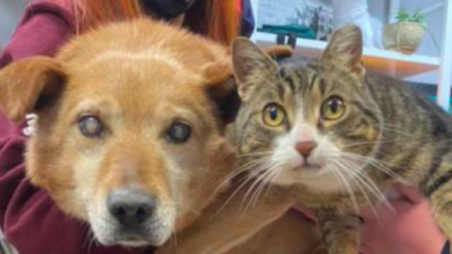 Un chien aveugle et un chat sont ins&eacute;parables - &copy;capture d'&eacute;cran photo Facebook