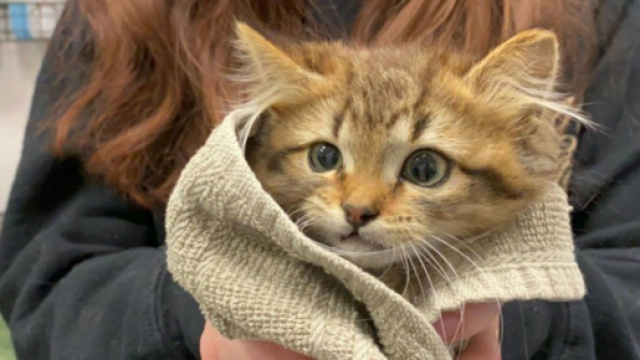 Une petite chatte vient d'&ecirc;tre adopt&eacute;e -&copy;capture d'&eacute;cran page Facebook