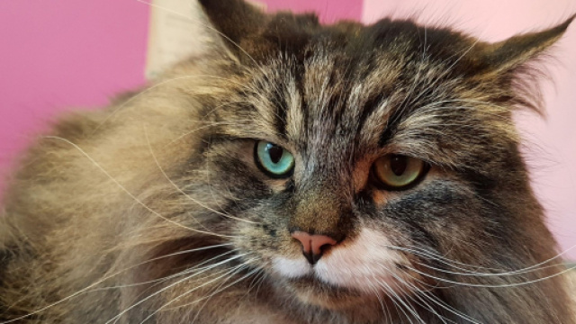 L'uomo &egrave; a processo con l'accusa di aver avvelenato due gatti.