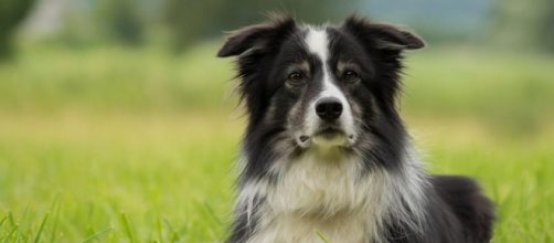 Un exitoso empresario deja cinco millones de d&oacute;lares a su perro, Lulu, un border collie de 8 a&ntilde;os