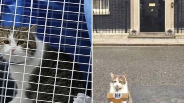 Larry, le chat qui accompagne le locataire du 10 Downing Street depuis 10 ans - &copy;montage Twitter