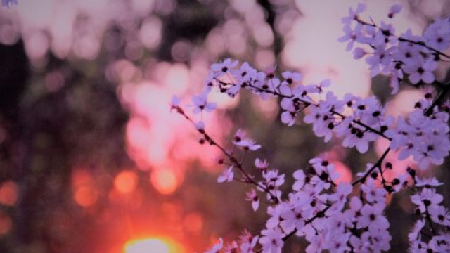 L'oroscopo di marzo, 1^ sestina: emozioni per il Toro, torna l'amore per il Leone.