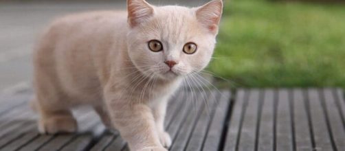 Cuidados essenciais que um gato necessita. (Arquivo Blasting News)