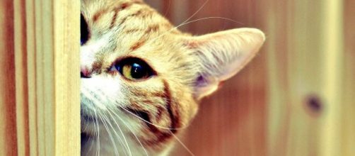 Curiosidades sobre o gato. (Arquivo Blasting News)