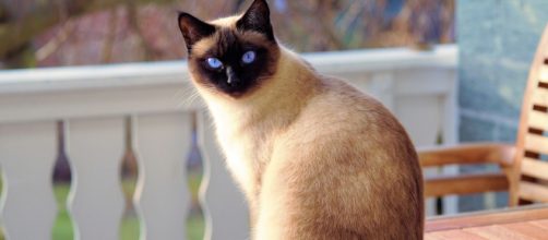 O Dia Mundial do Gato &eacute; celebrado no dia 17 de fevereiro. (Arquivo Blasting News)