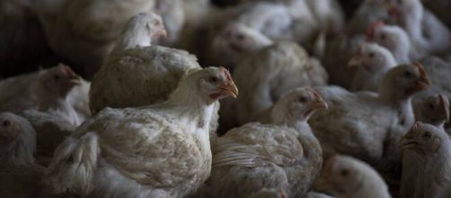 Rusia detect&oacute; el primer caso de transmisi&oacute;n de cepa H5N8
