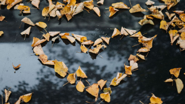 L'oroscopo di domani 25 febbraio: Ariete 'top', Cancro e Leone 'cinque stelle' (1&ordf; met&agrave;).