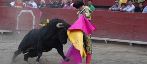 El torero Miguel Angel Perera en plena lidia. (Foto: Flickr)