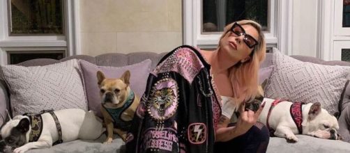 Los perros bulldog de Lady Gaga, por los que tiene un gran afecto. (Foto: Instagram Lady Gaga)
