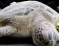 Endangered sea turtles in Texas rescued from the winter storm are released into the water