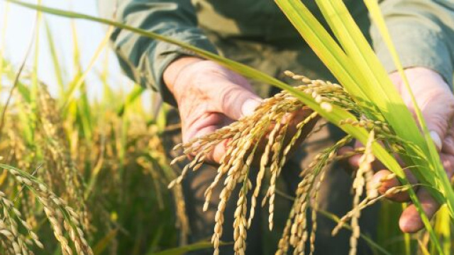L'agricoltura sostenibile come leva per la salvaguardia della biodiversit&agrave;.