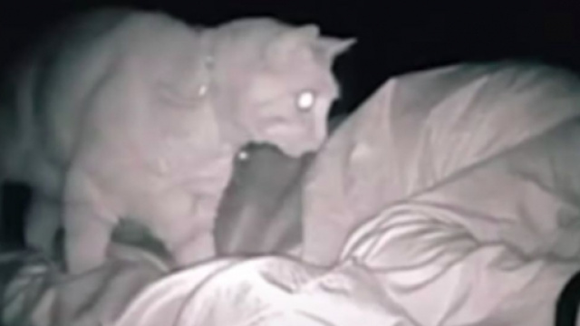 Elle place une cam&eacute;ra pour voir son chat la nuit, la vid&eacute;o fait le buzz &copy;capture d'&eacute;cran vid&eacute;o Youtube