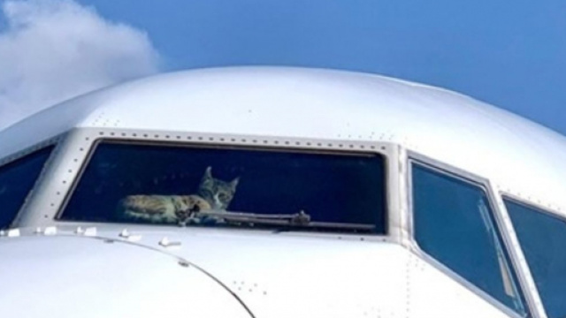 Un chat prend le contr&ocirc;le d'un avion - Photo capture d'&eacute;cran Twitter