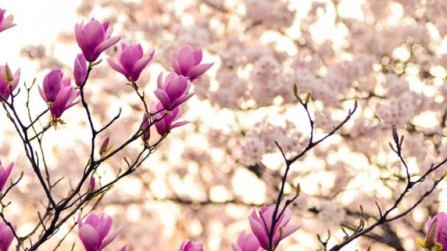 Oroscopo primavera: stagione vigorosa per Gemelli e ruggente per Leone