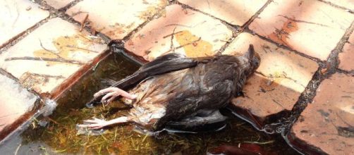 Paloma muerta (Wikimedia Creative Commons)