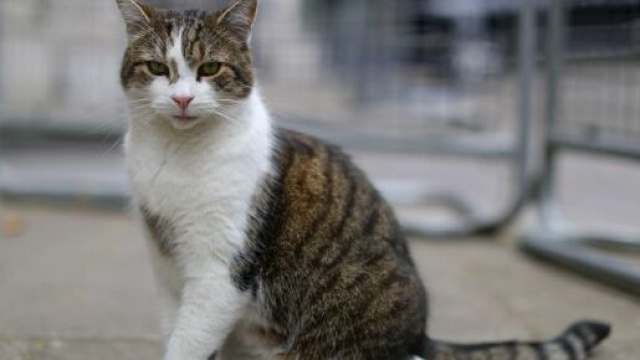 Il primo caso italiano, in un gatto, di contagio con variante inglese di Covid-19.