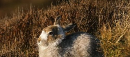 Mountain hares are victims of climate change (Image source: BBC Earth/YouTube)