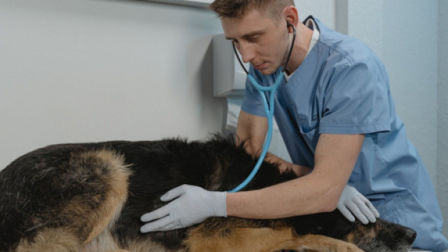 Il sera bient&ocirc;t possible de se faire vacciner par le dentiste ou le v&eacute;t&eacute;rinaire - Photo capture d'&eacute;cran Pexel