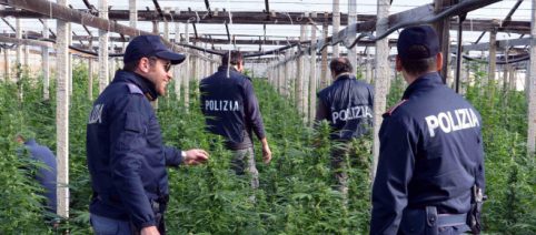 Torino: boom di sequestri di marijuana, oltre una tonnellata da inizio anno