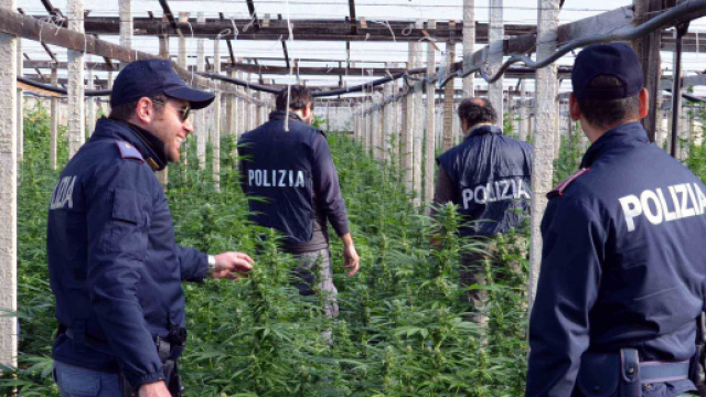 Cannabis: boom di sequestri a Torino.