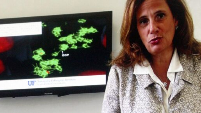 Coronavirus, Ilaria Capua: 'Virus non andr&agrave; via neanche con il vaccino'.