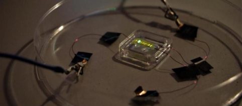 Les tatouages lumineux : Nouvelle technologie qui pourrait 'détecter' les maladies