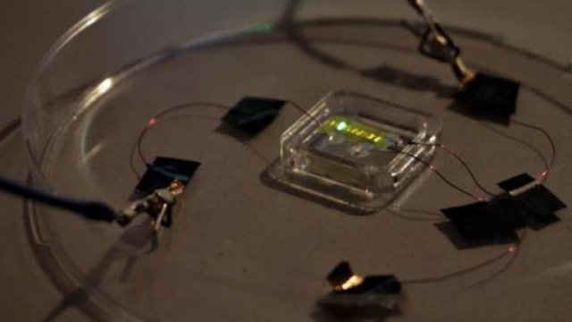 Les tatouages lumineux - &copy; Barsotti-IIT