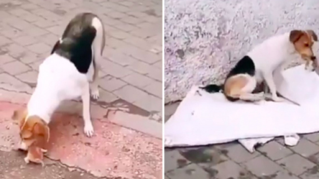 Une chienne fait le buzz sur les r&eacute;seaux sociaux - Photo captures d'&eacute;cran vid&eacute;o Twitter