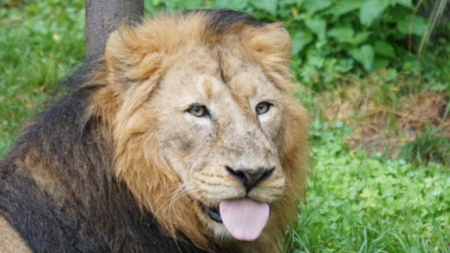 Oroscopo e classifica di venerd&igrave; 12 marzo: Toro fiacco, Leone speranzoso.