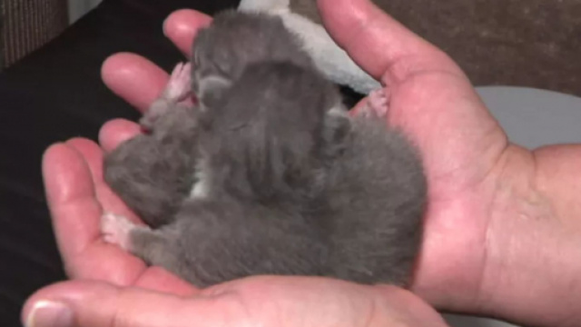 Le sauvetage de ces chatons fait le buzz - Photo &copy; Caroline Jourret