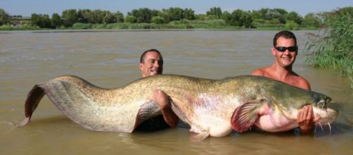 El siluro es una especie invasora que afecta a los animales aut&oacute;ctonos de la zona (Fuente: Twitter: @EKaos13)
