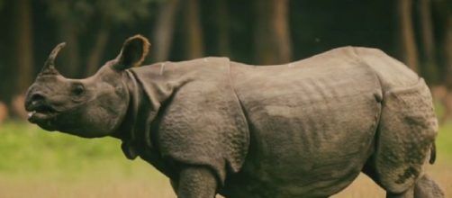 The population of one-horned rhinos in the sanctuaries of Nepal has seen an upward trend (Image source: Sagar Giri/YouTube)