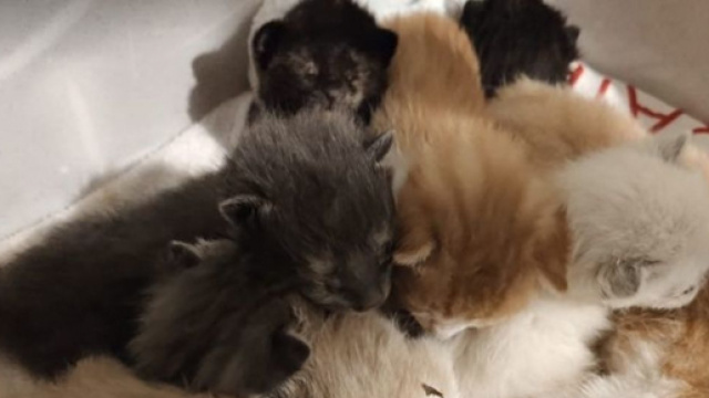 14 chatons abandonn&eacute;s, le coup de gueule d'une association - Photo capture d'&eacute;cran photo Facebook