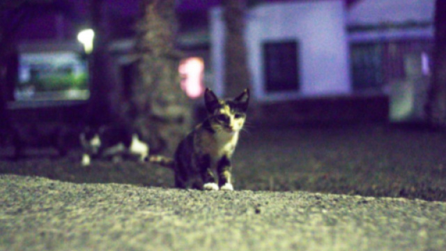 Vers une sanction contre les chauffards en d&eacute;lit de fuite apr&egrave;s avoir heurt&eacute; un chat - Photo Pexel