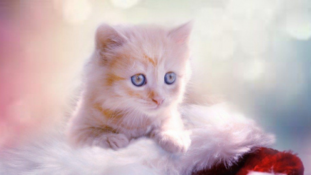 Un chat a succomb&eacute; &agrave; ses blessures apr&egrave;s avoir &eacute;t&eacute; jett&eacute; du 4&egrave;me &eacute;tage - Photo Pixabay