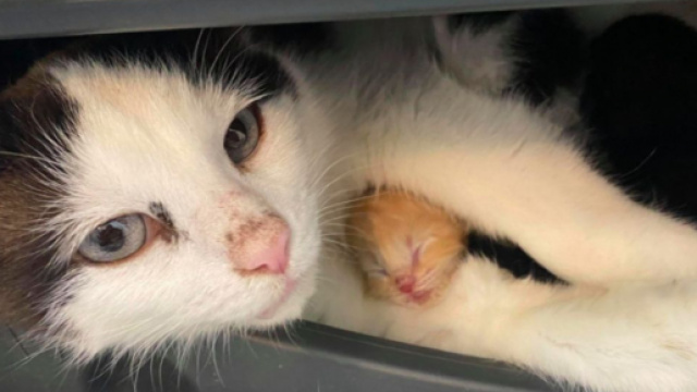 Une chatte a mis bas dans un plafond - Source : Photo capture d'&eacute;cran