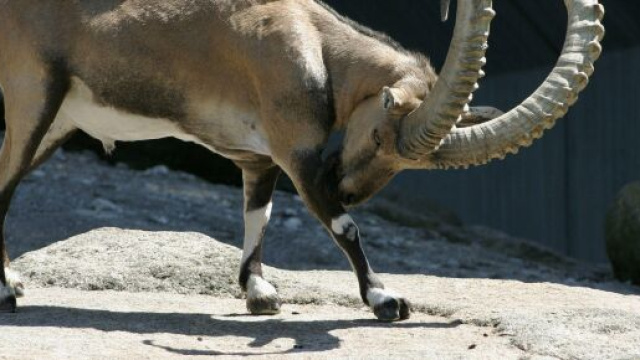Oroscopo di maggio, Capricorno: lavoro e amore in calo.