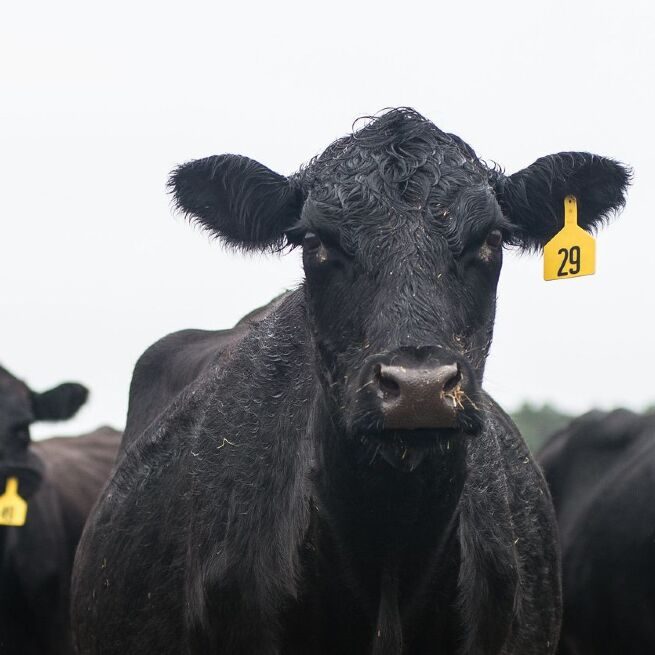 Le plan climatique de Biden n'oblige pas les Am&eacute;ricains &agrave; r&eacute;duire leur consommation de viande rouge (U.S. Department of Agriculture/Flickr)