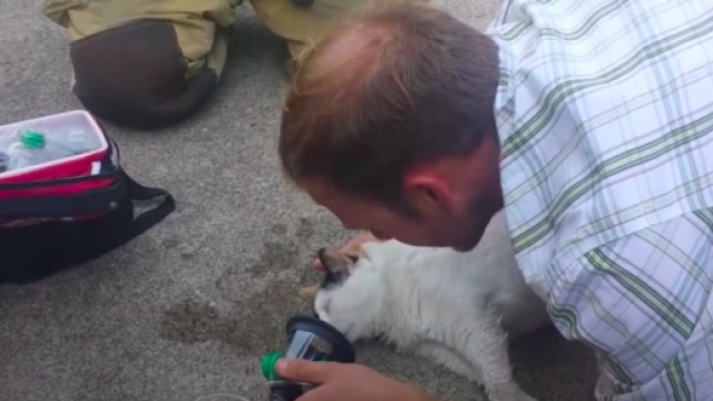 Ces pompiers qui sauvent des animaux - Photo capture d'&eacute;cran vid&eacute;o YouTube