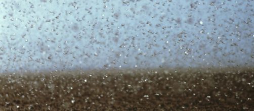 Surtos animais dos &uacute;ltimos 10 anos (CSIRO/Wikimedia Commons)