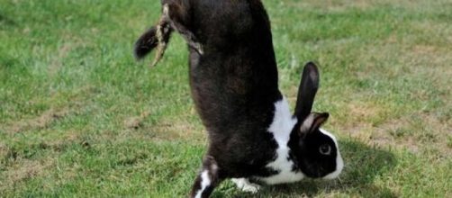 Sauteur d&rsquo;Alfort, a esp&eacute;cie de coelhos que anda sobre as patas dianteiras (M. Carneiro et al./PLOS Genet)