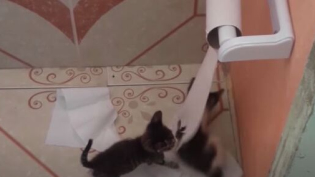 Pourquoi mon chat me suit jusqu'aux toilettes ? - Photo capture d'&eacute;cran vid&eacute;o Youtube