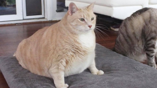 Image d'illustration d'un des chats les plus gros du monde - Source : Capture Facebook @Bransonthecat