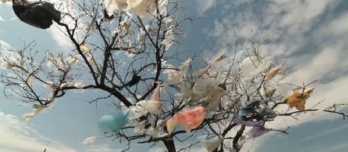 Why we need to stop plastic pollution in our Oceans for good (Image source: Oceana/YouTube)