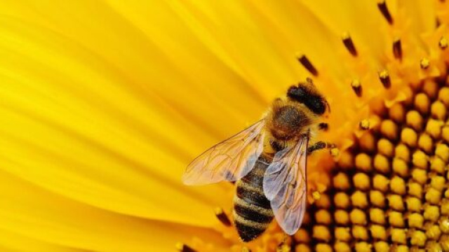 Quel est l'avenir d'un &eacute;cosyst&egrave;me sans abeilles - Source : image d'illustration