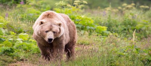 Un oso pardo le caus&oacute; heridas de gravedad a una mujer de 75 a&ntilde;os durante un paseo en Sonande (Hupp Lisa, USFWS / Pixnio)