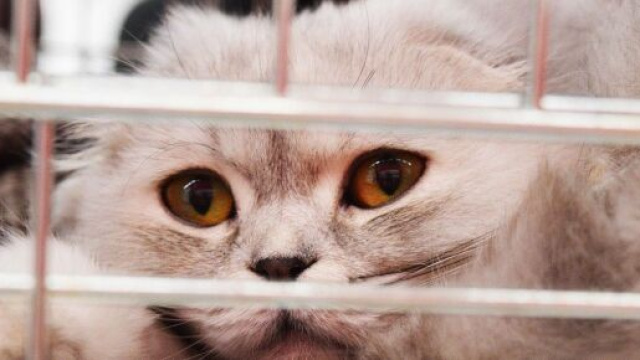 Un chat dans un refuge - Source : image d'illustration, Pixabay