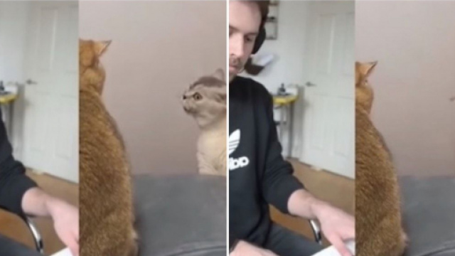 La vid&eacute;o de ce chat qui chante sur du Mozart fait fondre les internautes - Source : montage Instagram (@9gag)